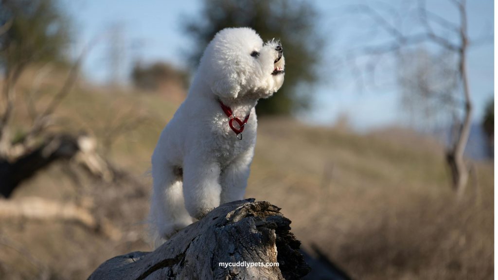 Bichon Frise Dog