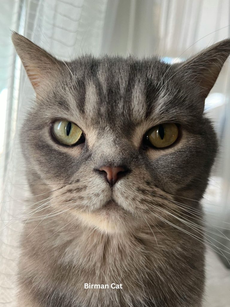 Birman Cat
