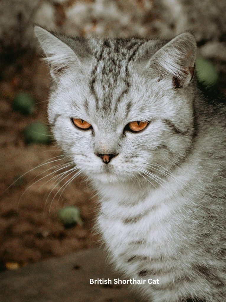 British Shorthair