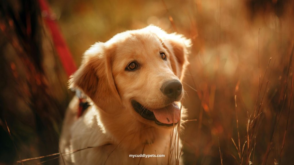 Golden Retriever Dog