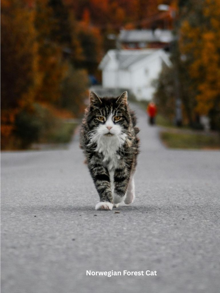 Norweighian cat