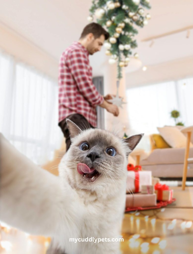 Is a Ragdoll Cat a Good Pet The Honest Truth