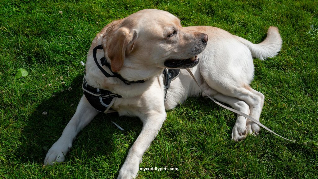 Labrador Retriever Dog