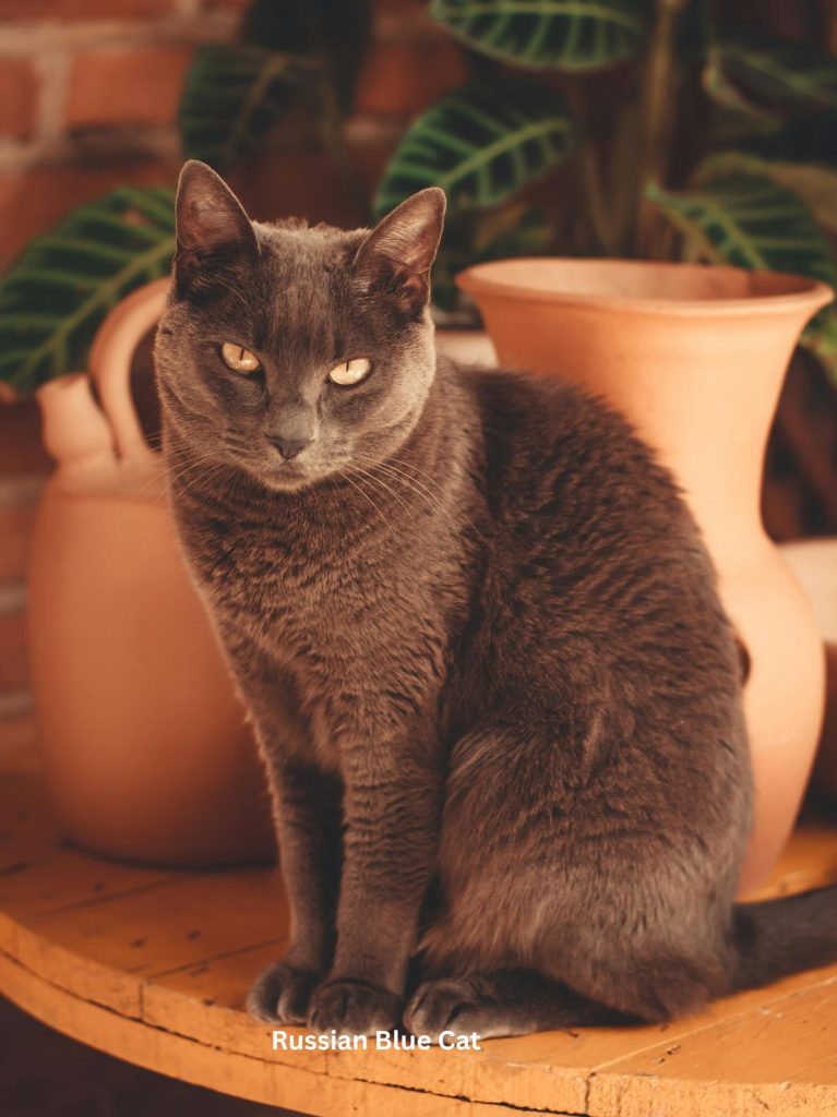 Russian Blue