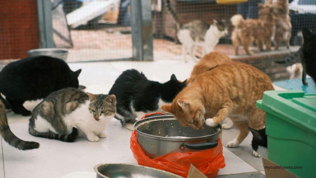 Are Cats Lactose Intolerant? 