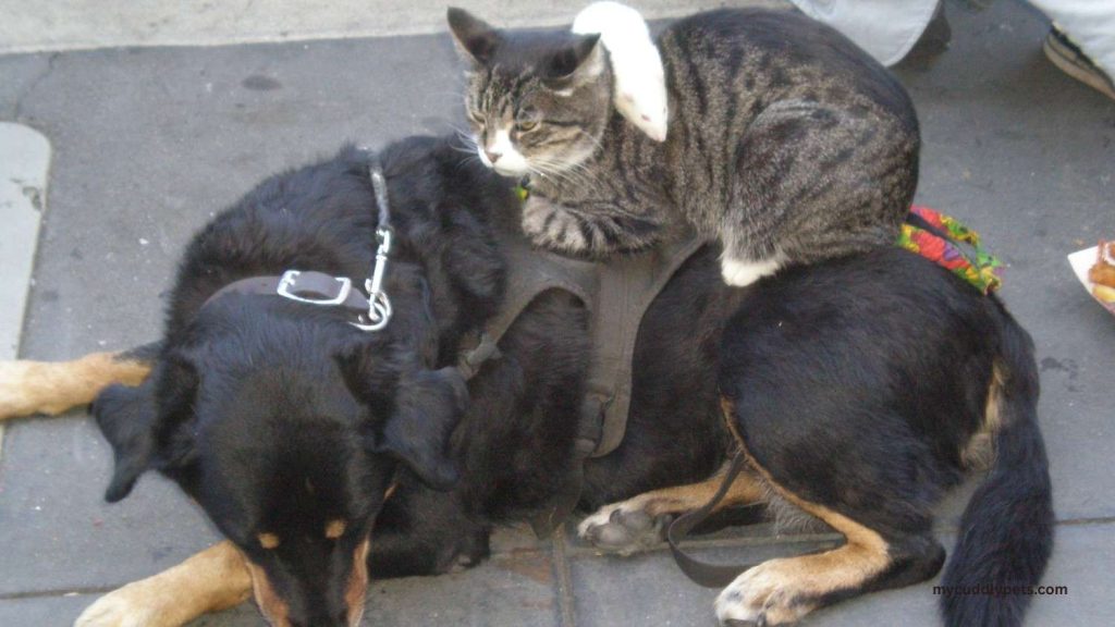 are cats smarter than dogs