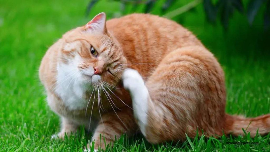 Best Allergy Medicine for Cat Allergies