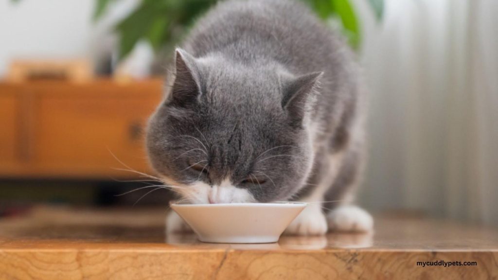 Best Cat Food for Sensitive Stomach