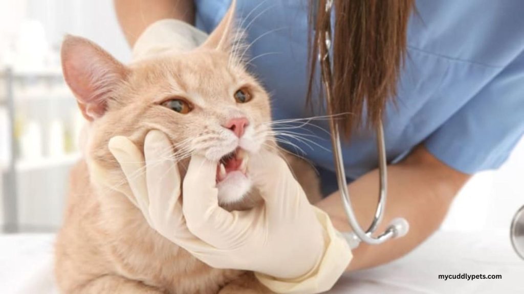 How Many Teeth Do Cats Have