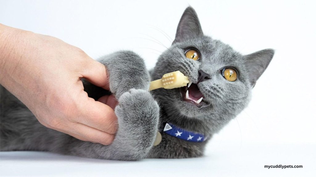 How Many Teeth Do Cats Have