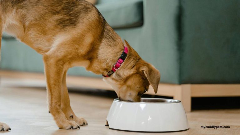 How Long Can a Dog Go Without Eating?