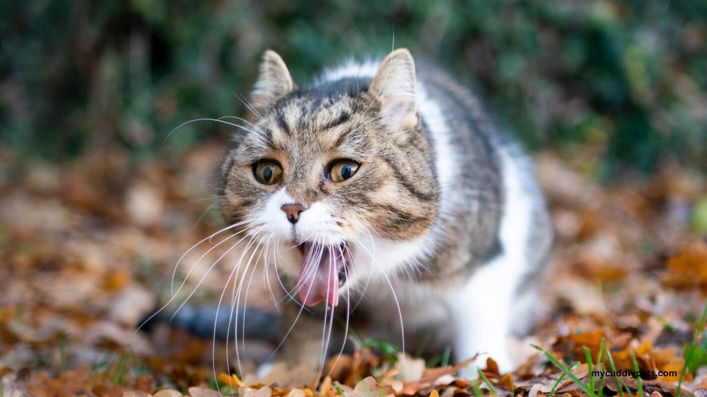 Is Your Cat Throwing Up