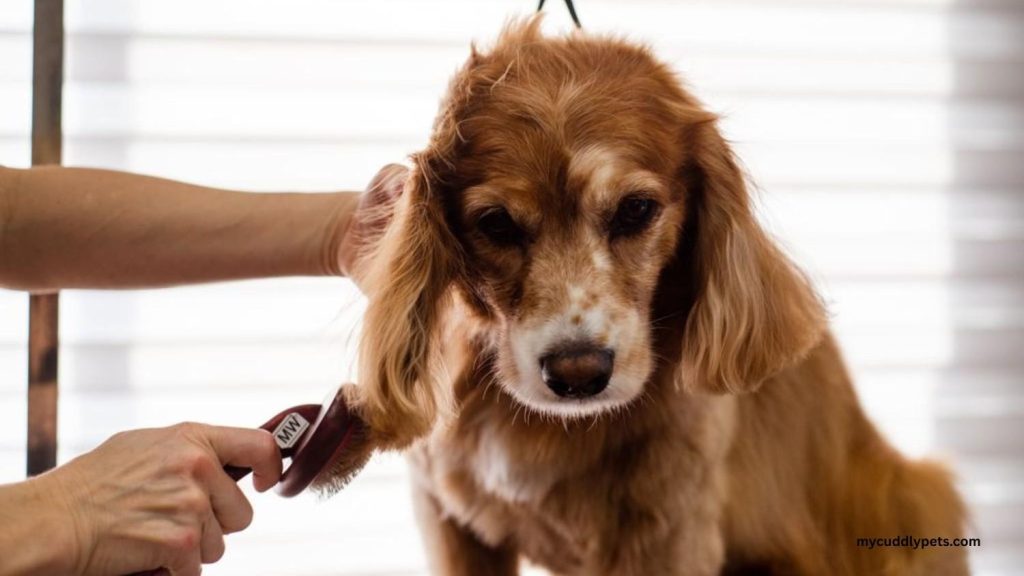 best dog clippers