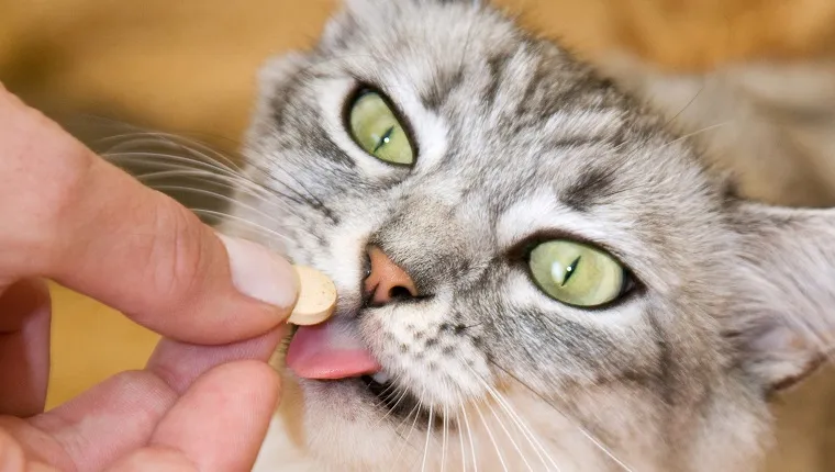 best cat allergy medicine