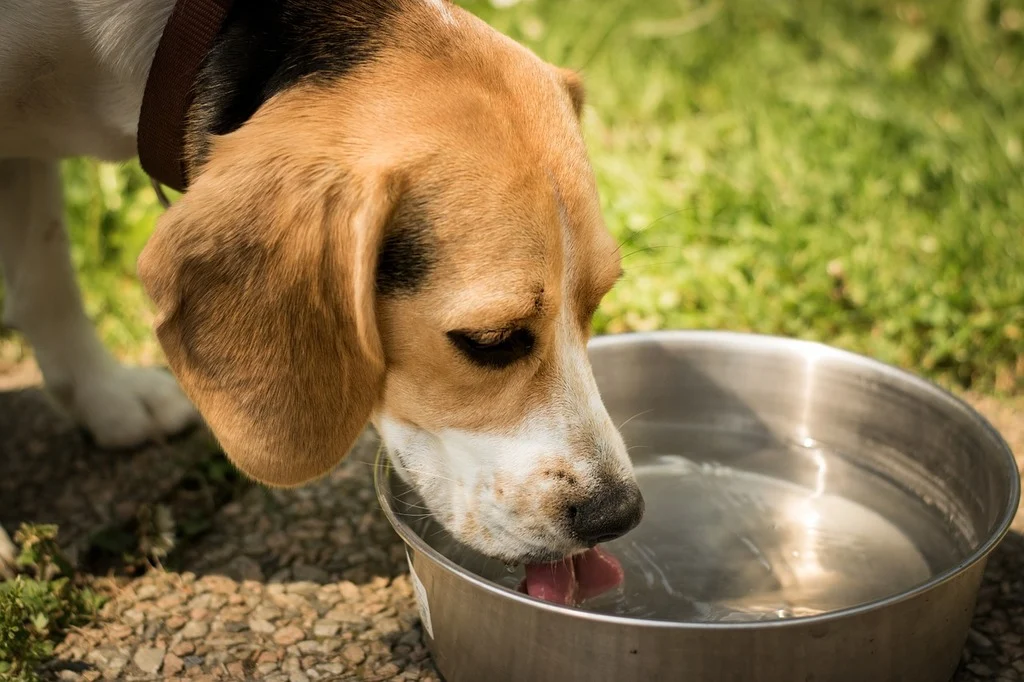 dog-drink-water