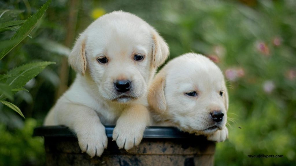 when do dogs stop growing