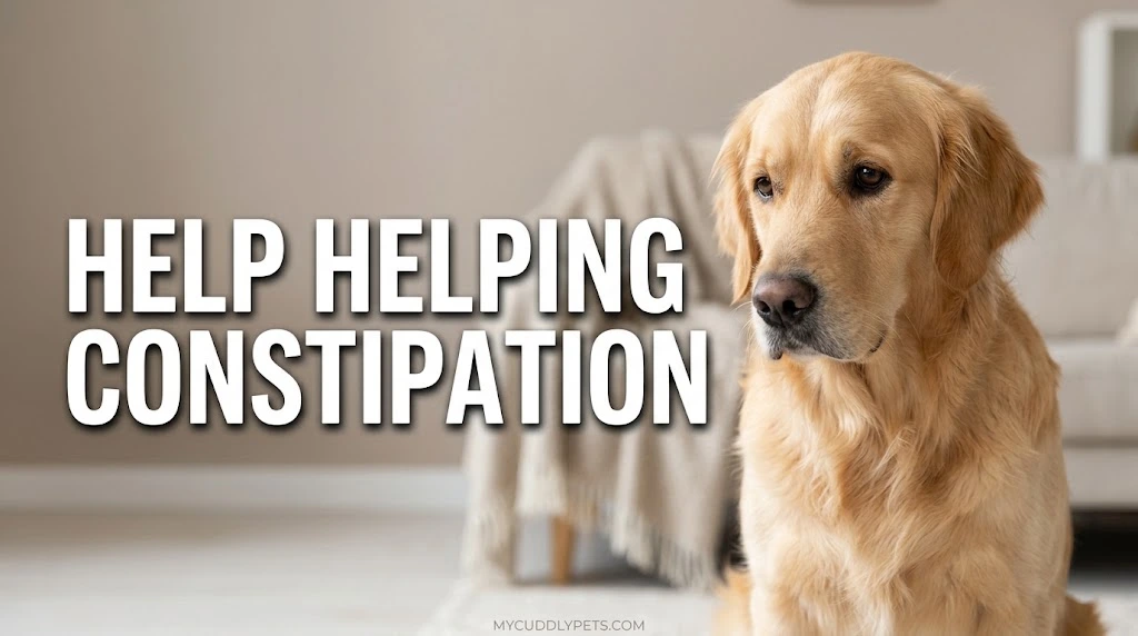 Dog Constipation